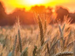 Frases de Abundancia