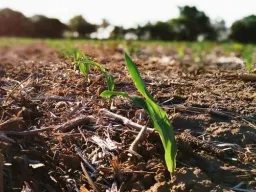 Frases sobre la Tierra