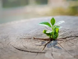 Frases sobre Renacer