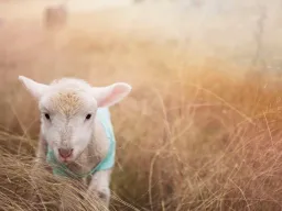 Refranes de Animales